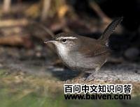 ����έ����