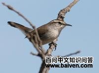 ����έ����