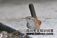 ����έ����