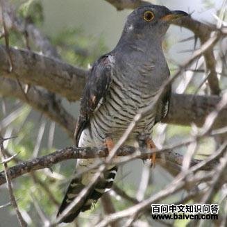 �ȵ�ѻ���ͼƬ