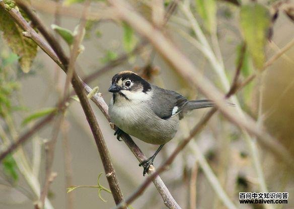 �ȶ������޴ȸ��ͼƬ