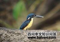 �µ�����