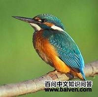 �µ�����