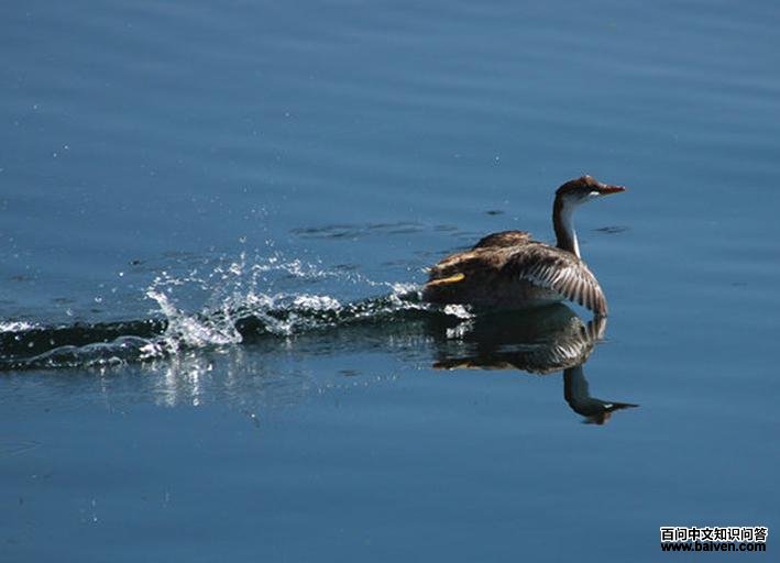 鸊鷉科 鸊鷉科的图片