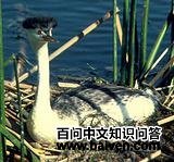 �����G�f��