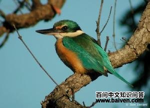 扁嘴翡翠 扁嘴翡翠的图片