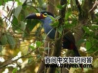 ����ɽ������