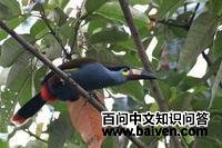 ����ɽ������