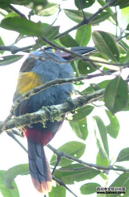 ����ɽ������