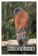 ��ɫ�\��ͼƬ