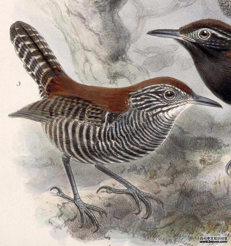 ��έ���ӵ�ͼƬ