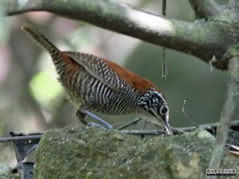 ��έ����