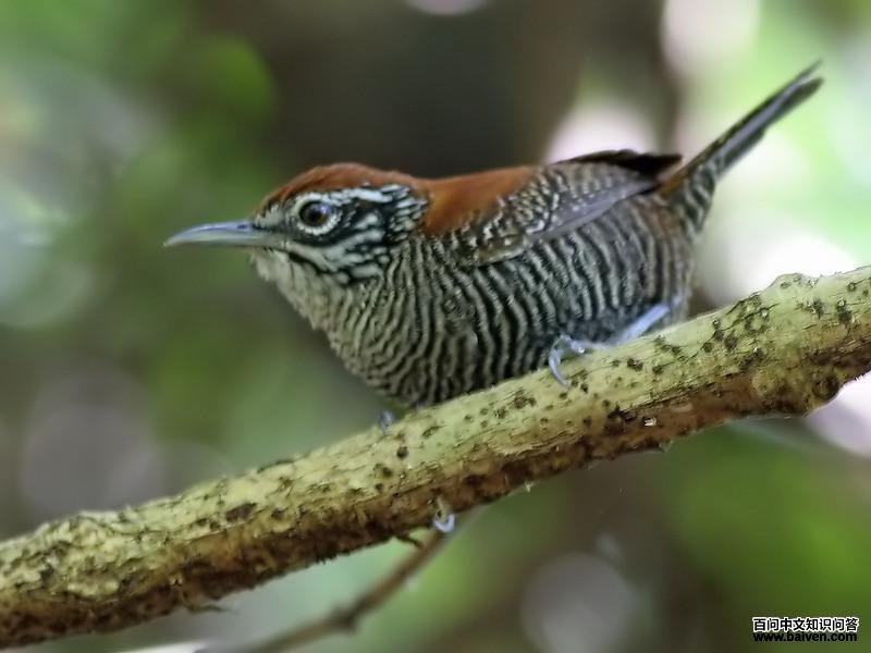 ��έ����