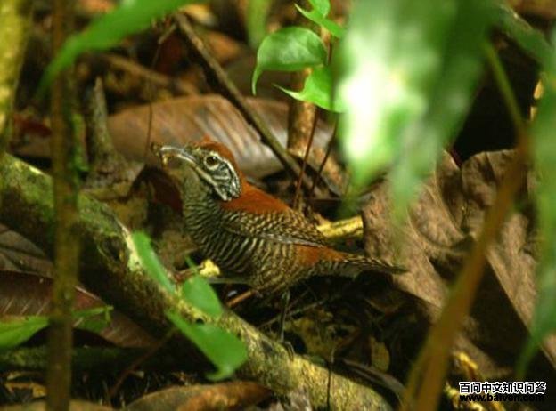 ��έ����