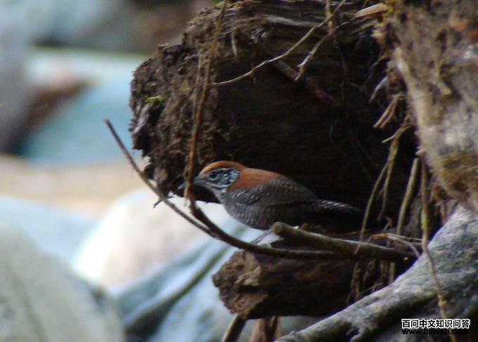 ��έ����