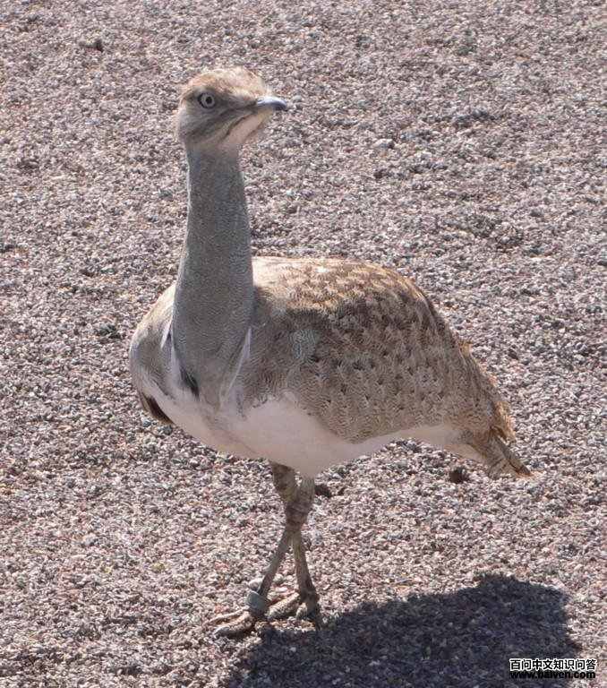 ������ͼƬ