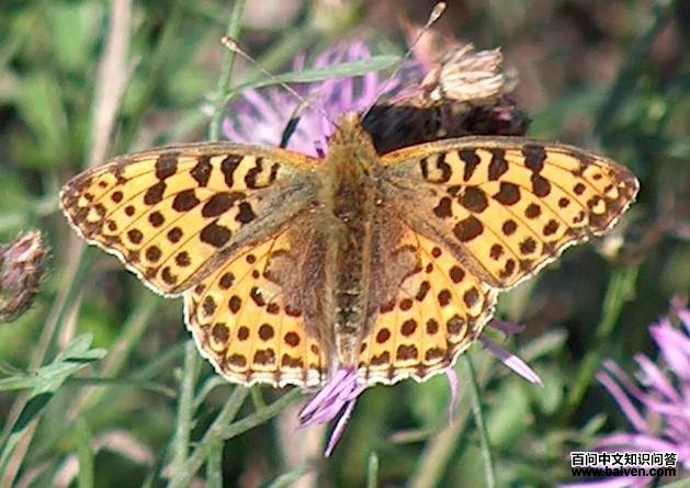 波多黎各蜥鹃 波多黎各蜥鹃的图片