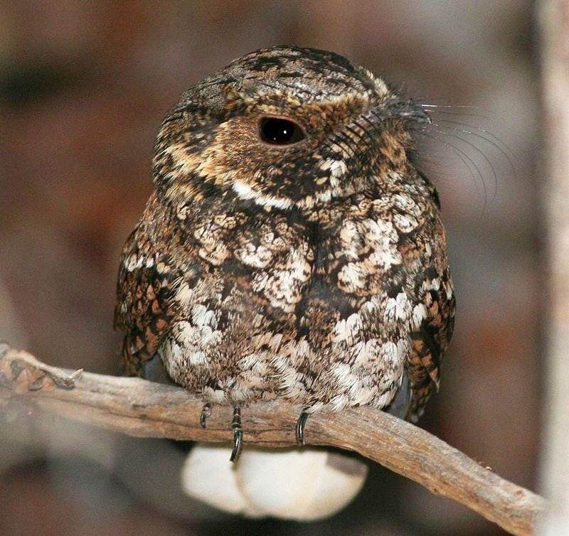 波多黎各夜鹰 波多黎各夜鹰的图片