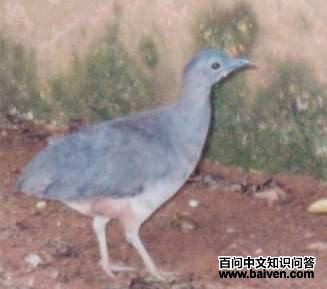 ����Ѩ[����]��ͼƬ