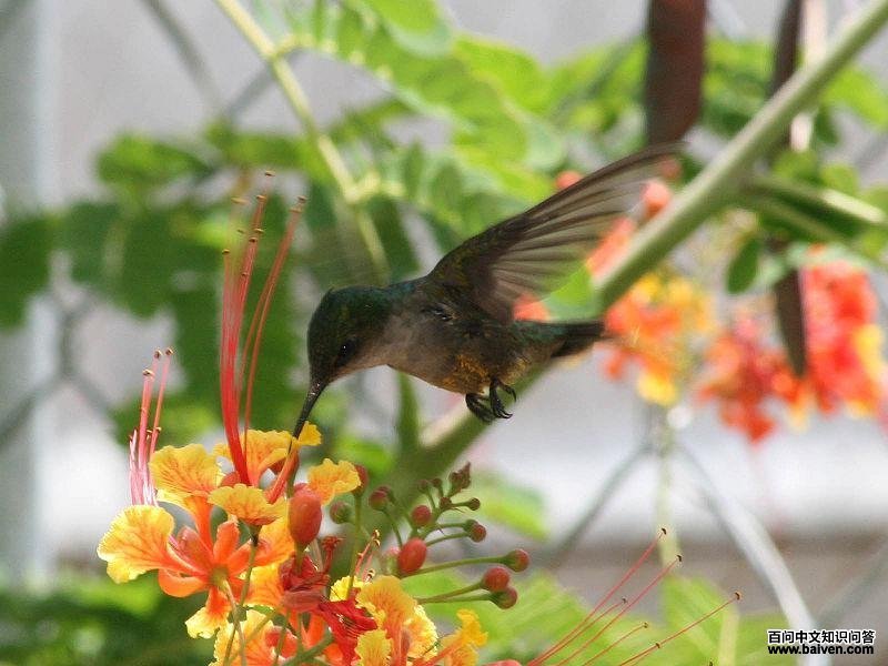 波多翠蜂鸟 波多翠蜂鸟的图片