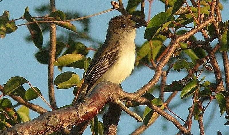 波多黎各蝇霸鹟 波多黎各蝇霸鹟的图片