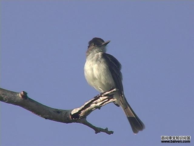 �������Ӭ���l