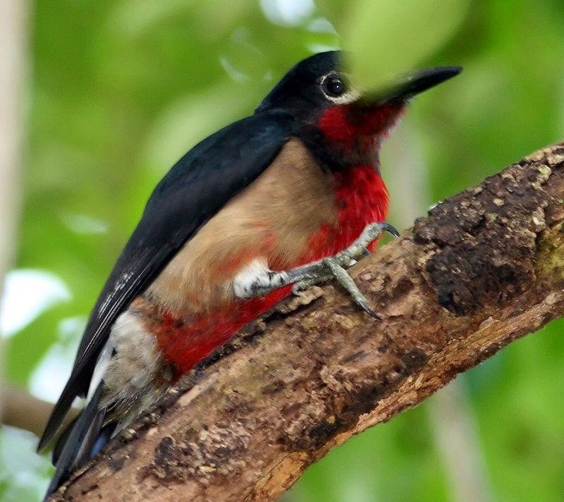 ���������ľ���ͼƬ