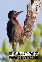 ���������ľ��