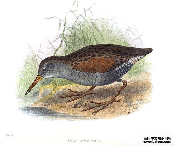 波哥大秧鸡 波哥大秧鸡的图片