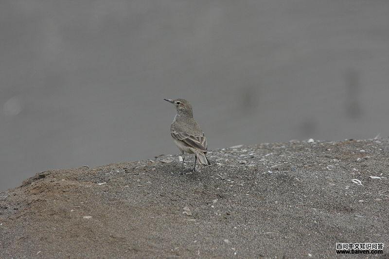 ����Ѩȸ��ͼƬ