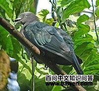 波利皇鸠 波利皇鸠的图片