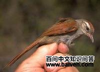 ����ά����βȸ��ͼƬ