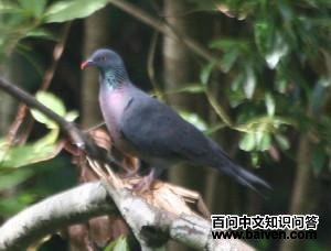 波氏鸽 波氏鸽的图片