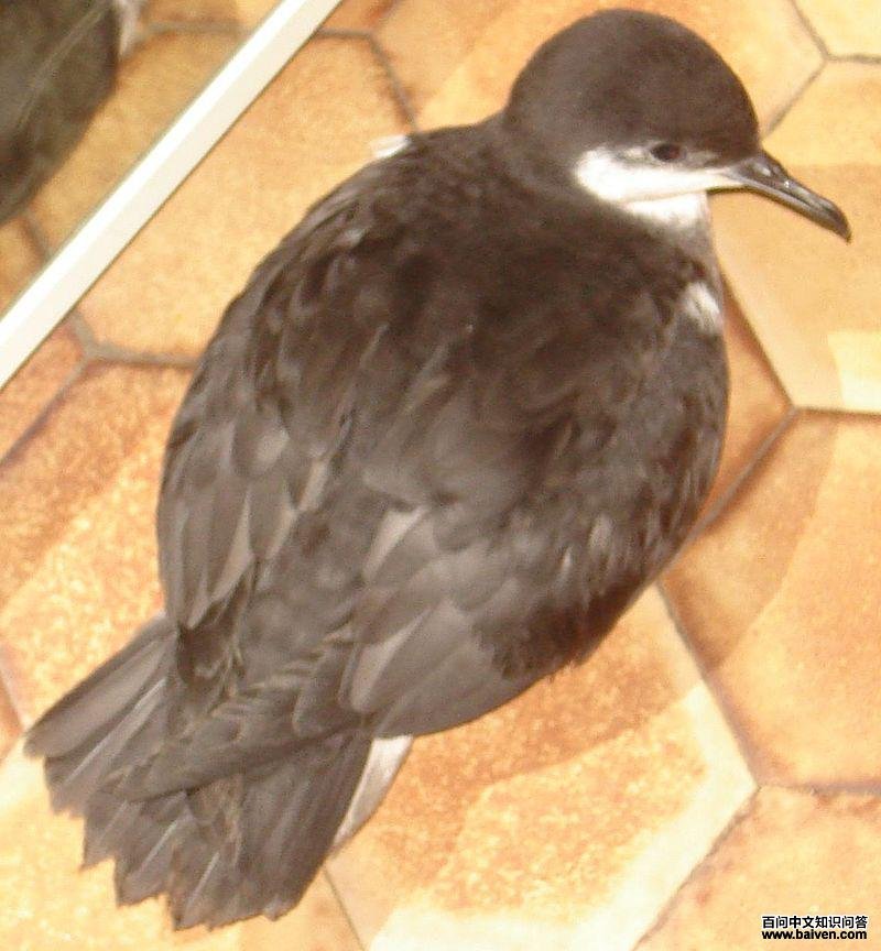 波斯鹱 波斯鹱的图片