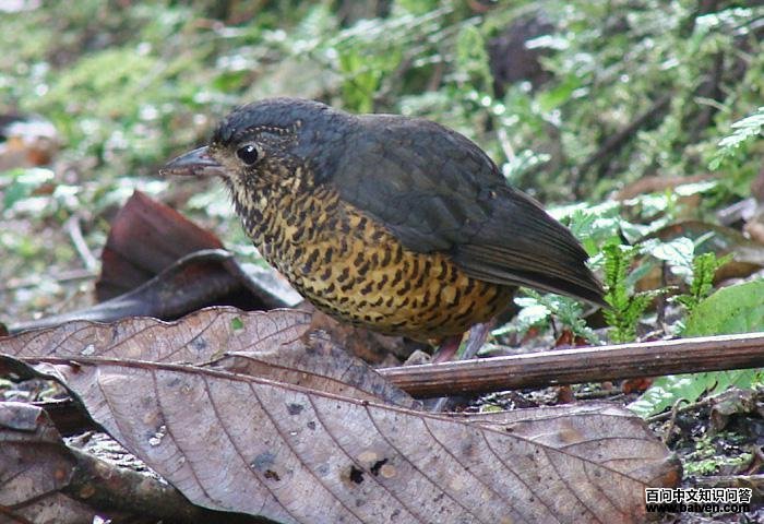 波纹蚁鸫 波纹蚁鸫的图片