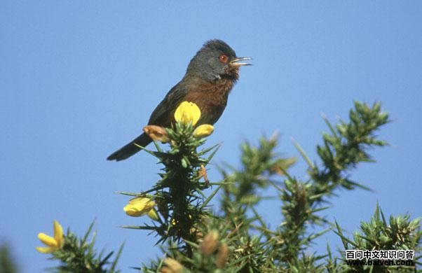 ������ݺ