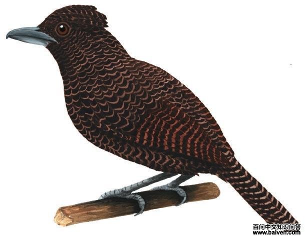 �������V��ͼƬ