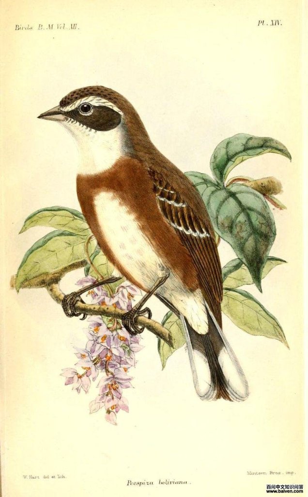 玻利维亚歌鹀 玻利维亚歌鹀的图片