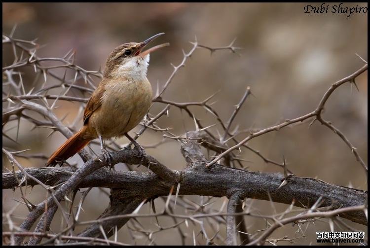 玻利维亚爬地雀 玻利维亚爬地雀的图片