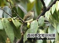 玻利维亚小霸鹟 玻利维亚小霸鹟的图片