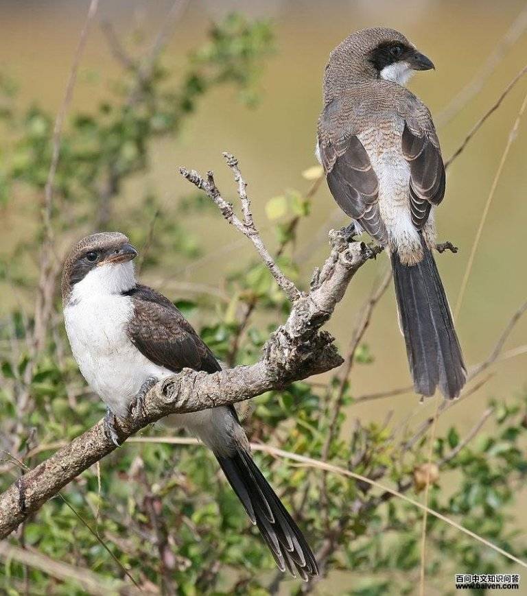 ���ͿƵ�ͼƬ