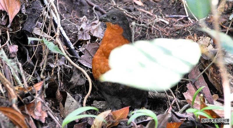 �������ȵ�ͼƬ