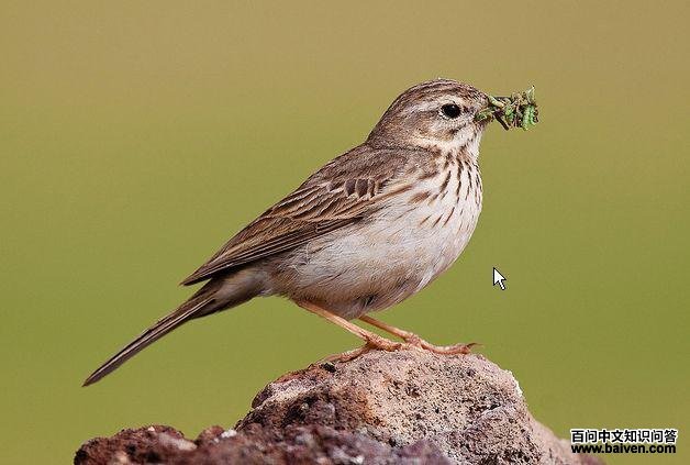 伯氏鹨 伯氏鹨的图片