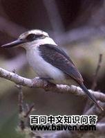 博拉翡翠 博拉翡翠的图片