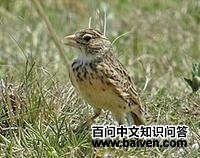 博氏沙百灵 博氏沙百灵的图片