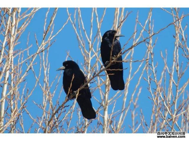 ������ѻ��ͼƬ