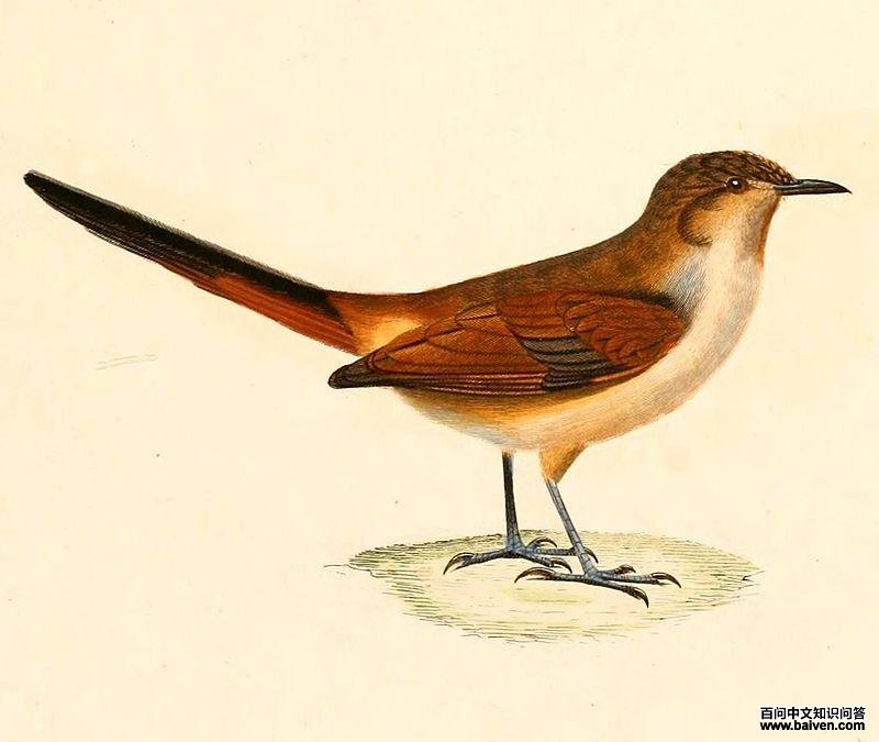 暗翅卡纳灶鸟 暗翅卡纳灶鸟的图片