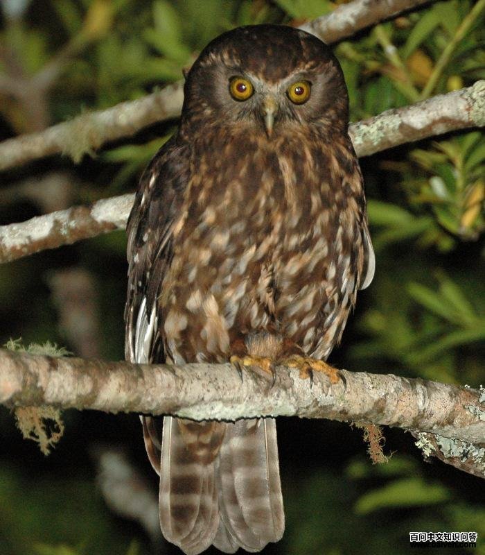 ����ӥ�^��ͼƬ