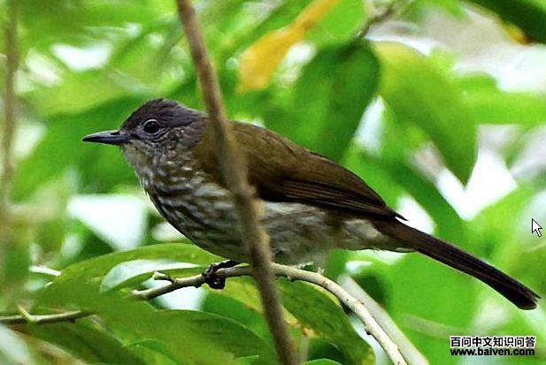 ���϶̽��ǵ�ͼƬ