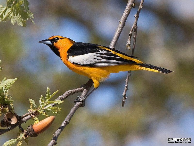 布氏拟鹂 布氏拟鹂的图片